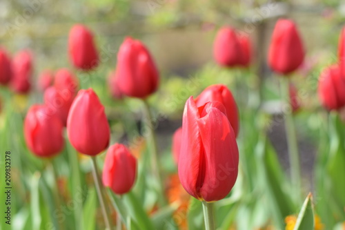 Spring tulips