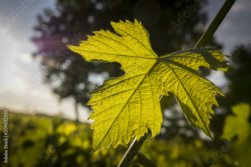 Vine leaf, a spring evening, with sunset over vineyard background.