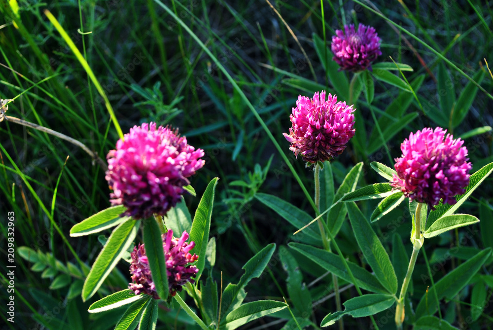 Fototapeta premium Pink clover flowers on soft green grass background
