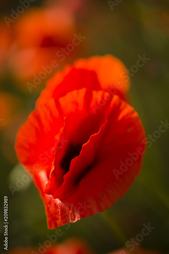 Fototapeta Naklejka Na Ścianę i Meble -  Field of red poppy flowers under the sun.
