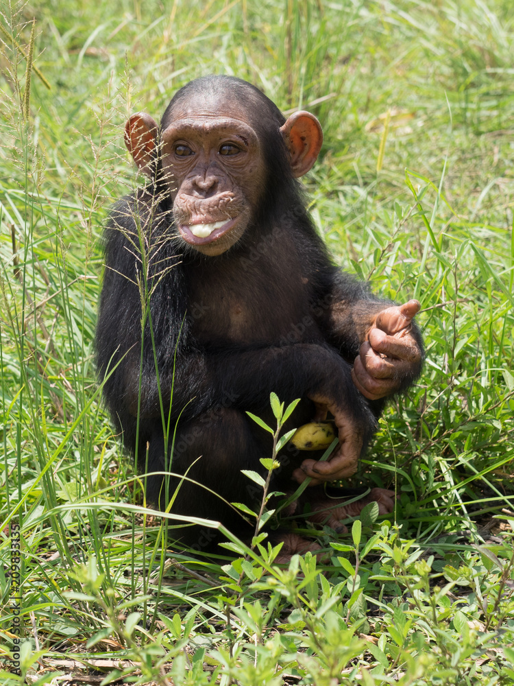 Chimpanzee consists of two extant species: the common chimpanzee and the bonobo. Together with humans, gorillas and orangutans they are part of the family Hominidae (the great apes). (Pan troglodytes) Chimpanzee consists of two extant species: the common chimpanzee and the bonobo. Together with humans, gorillas and orangutans they are part of the family Hominidae (the great apes). (Pan troglodytes)