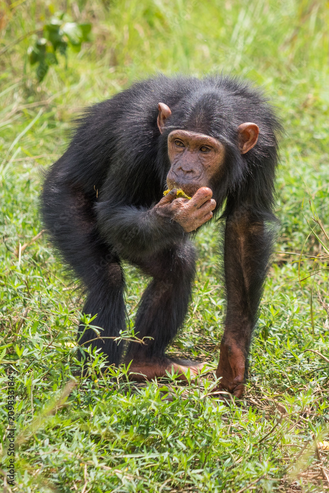 Chimpanzee consists of two extant species: the common chimpanzee and the bonobo. Together with humans, gorillas and orangutans they are part of the family Hominidae (the great apes). (Pan troglodytes) Chimpanzee consists of two extant species: the common chimpanzee and the bonobo. Together with humans, gorillas and orangutans they are part of the family Hominidae (the great apes). (Pan troglodytes)