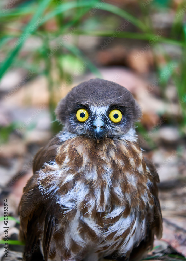 Shocked Baby Owl Face Shocked Baby Owl Face