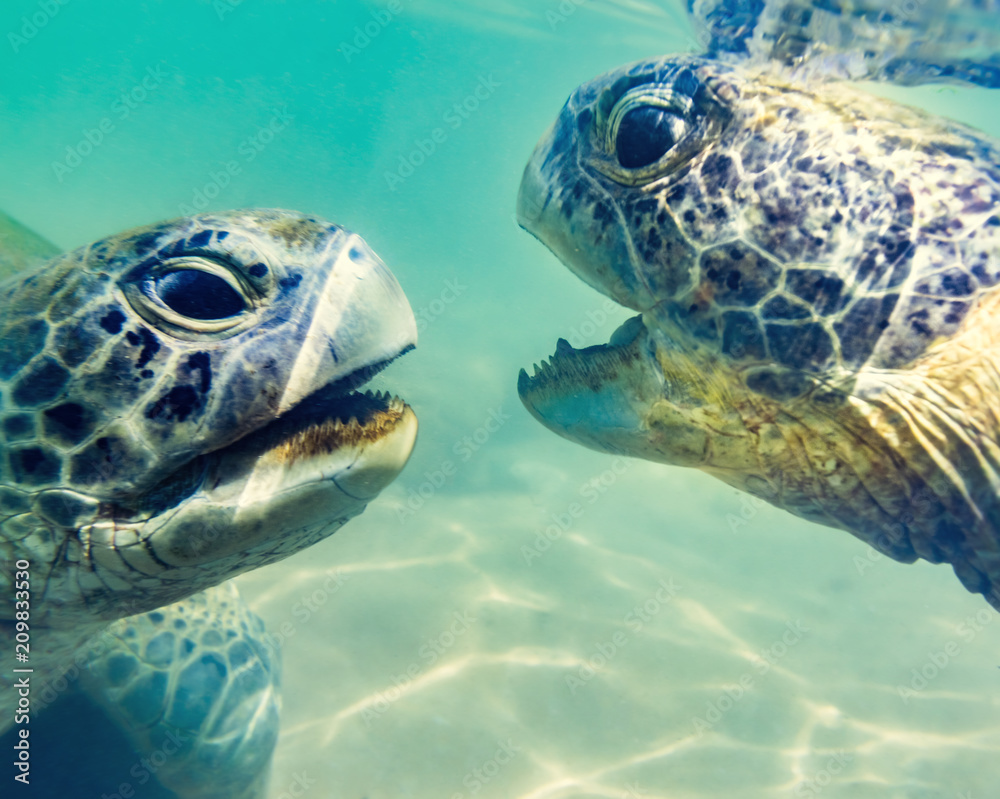 Fototapeta premium Turtles at Hikkaduwa beach