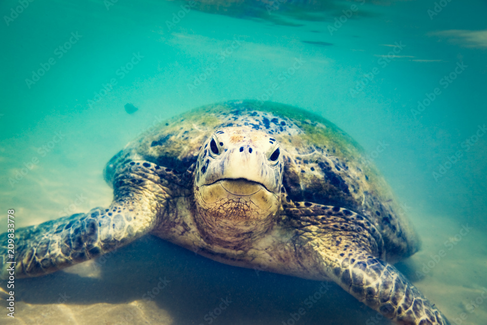 Naklejka premium Turtle at Hikkaduwa beach