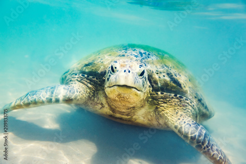 Fototapeta Naklejka Na Ścianę i Meble -  Sea turtle underwater at Hikkaduwa beach