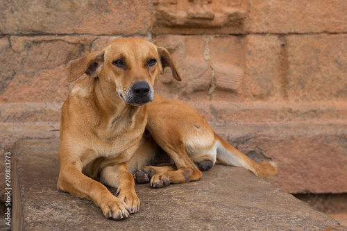 a stray dog is resting on a temple wall in the south of india