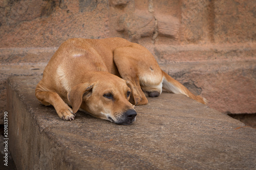 steay dog sleeping on a wall near a temple in the south of india © peter verreussel