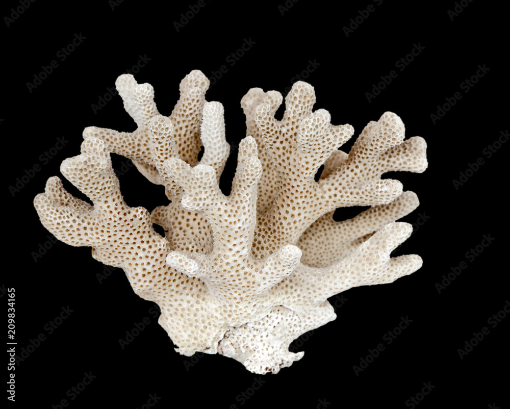 Obraz premium coral isolated on black background