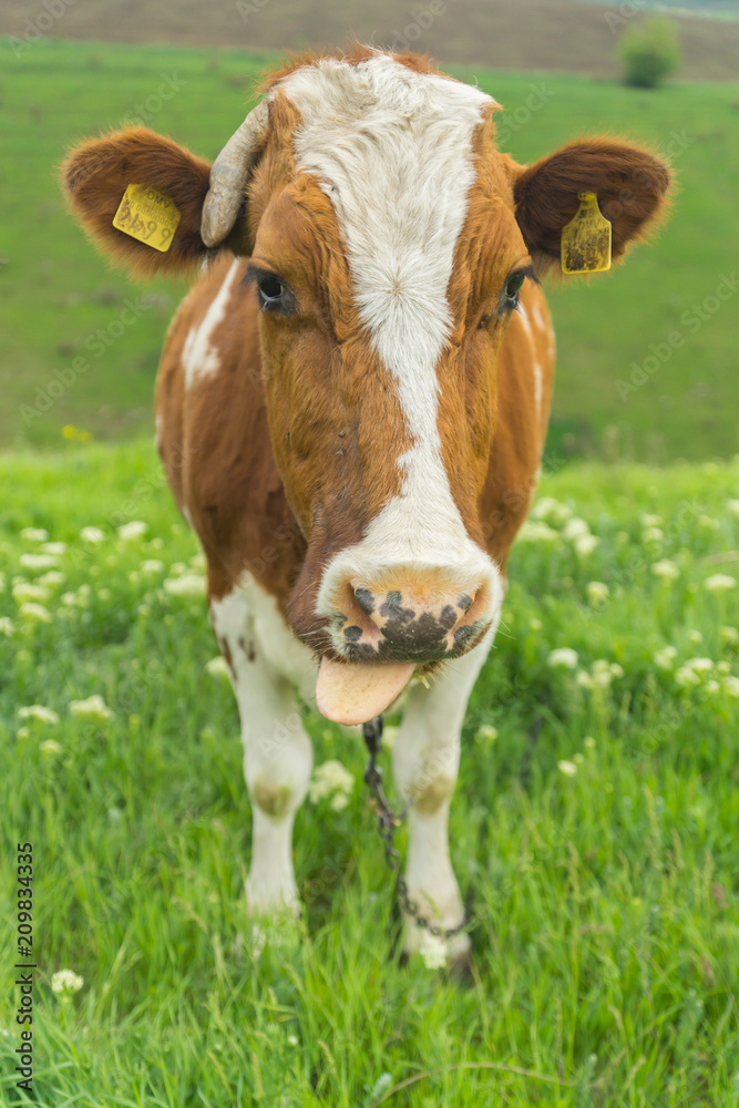 Closeup portrait of a cute friendly cow on a summer day on a green meadow in a countryside in Moldova, Europe