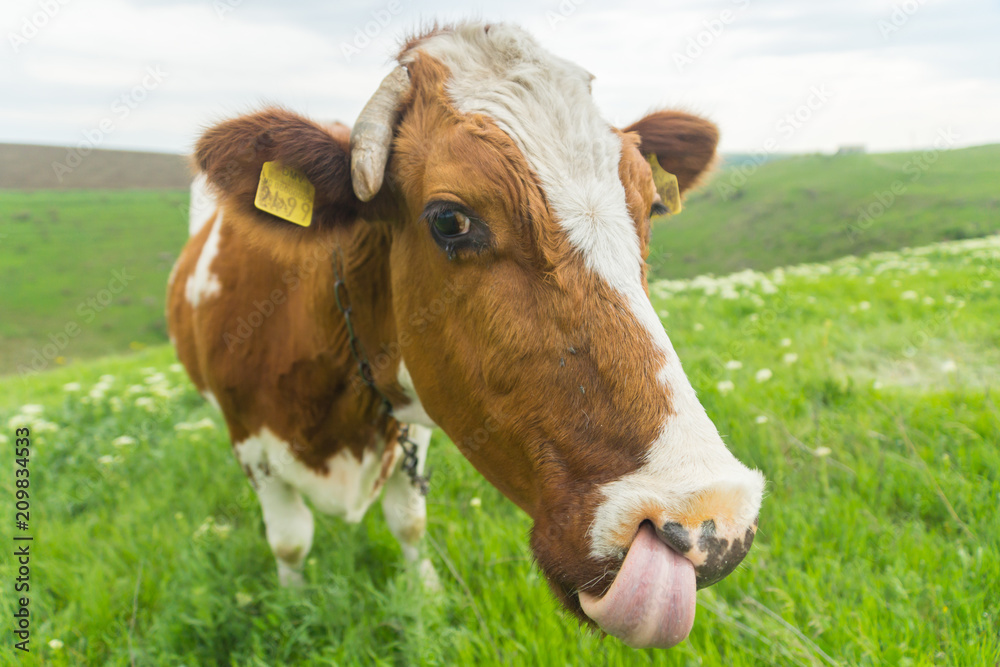 Closeup portrait of a cute friendly cow on a summer day on a green meadow in a countryside in Moldova, Europe