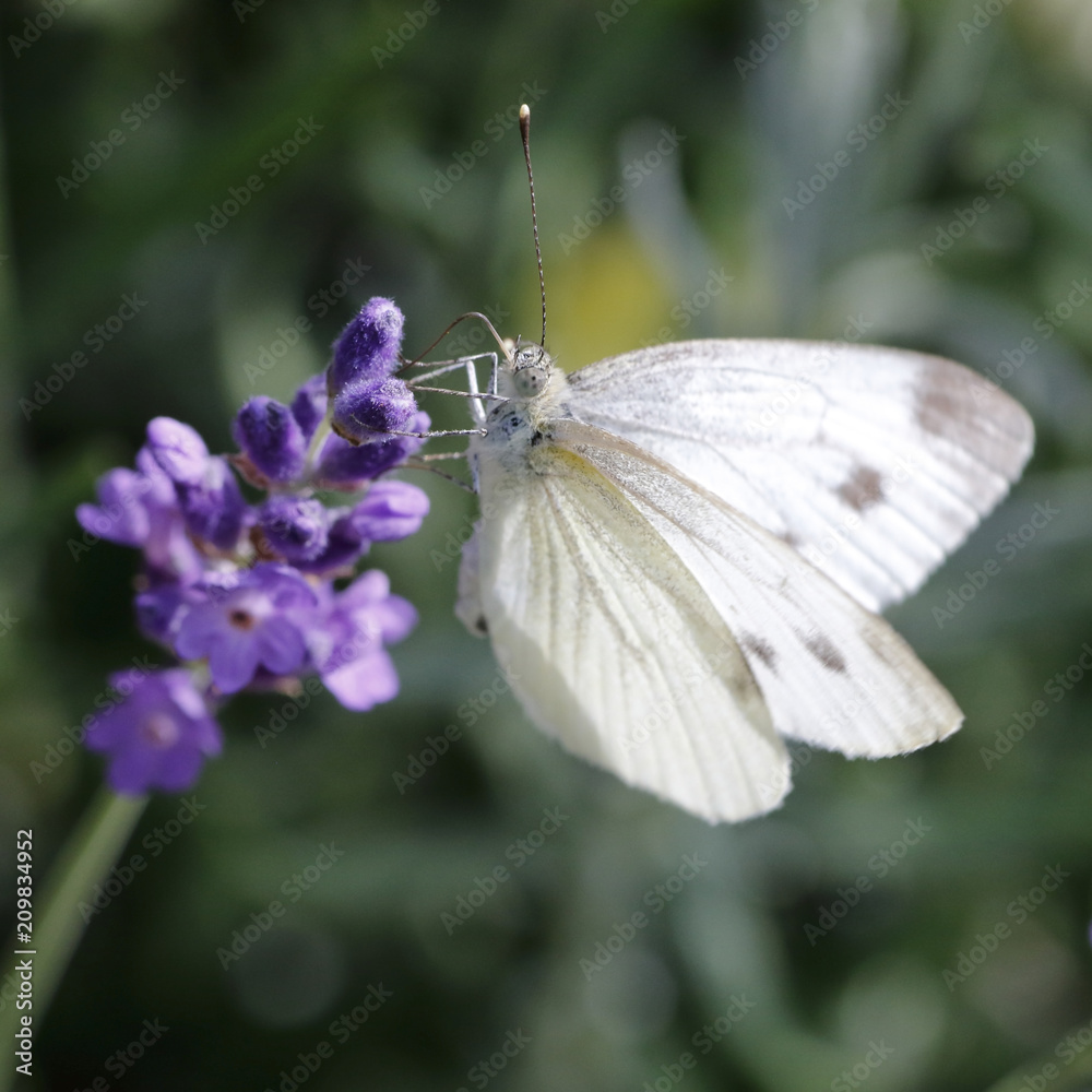 Kohlweißling auf einem Lavendel-Stämmchen Kohlweißling auf einem Lavendel-Stämmchen
