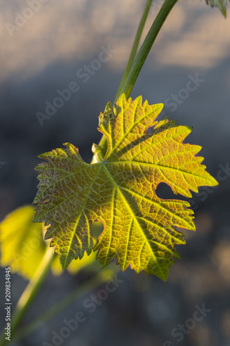 Vine leaf, a spring evening, with sunset over vineyard background.