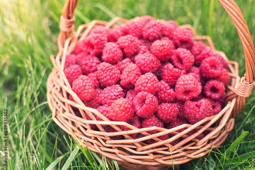 Sweet raspberries in basket. Healthy food. The fruit is rich in vitamins and minerals. Sweet raspberries in basket. Healthy food. The fruit is rich in vitamins and minerals.