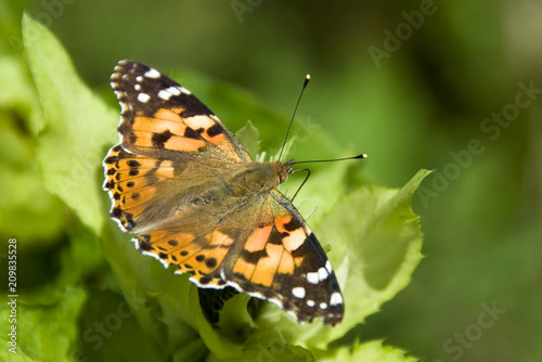 Painted Lady butterfly - Vanessa cardui, beautiful colored butterfly from European meadows and grasslands. © David