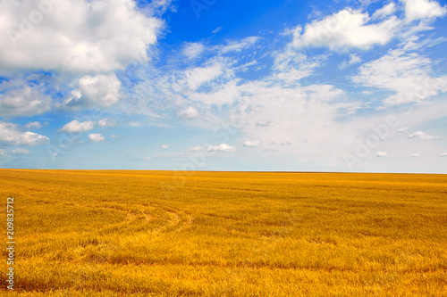 Yellow field and blue sky. The pastoral landscape. The countryside colorful background