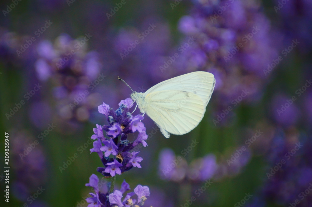 Naklejka premium Bielinek