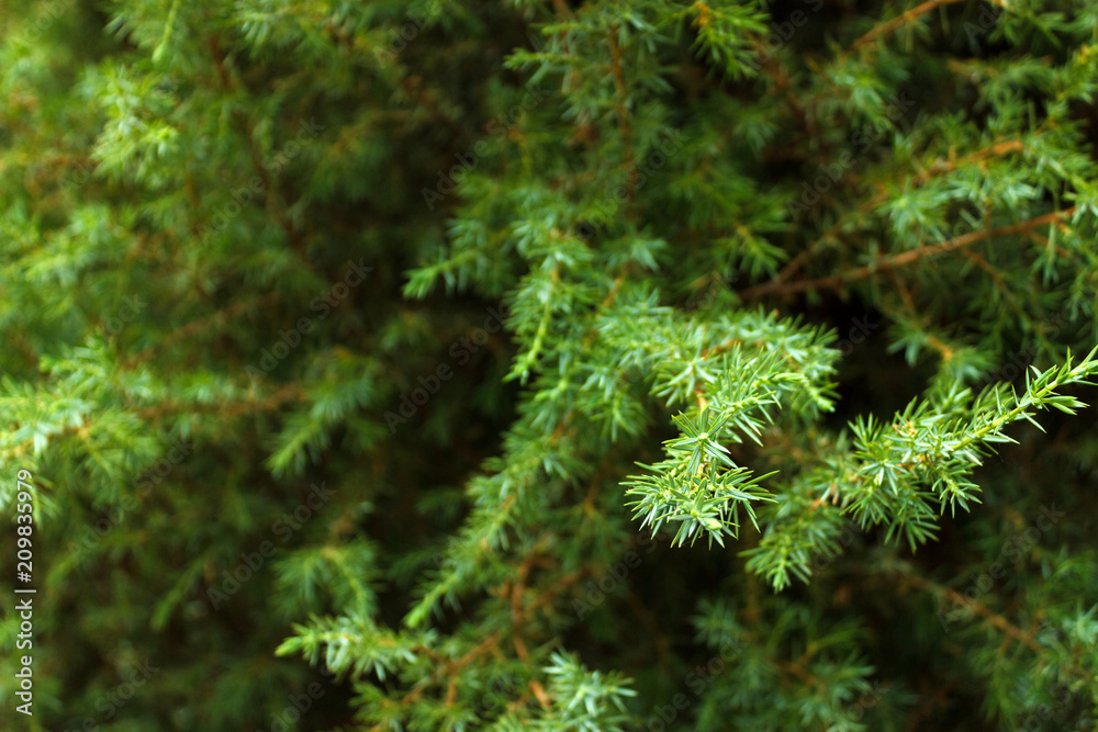 Green Fir tree branch background close up
