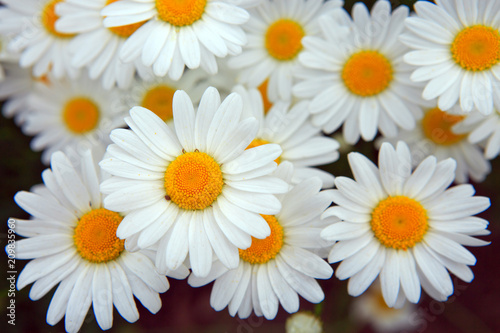 Macro shot of big daisies.