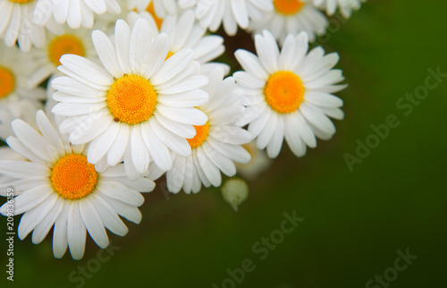 White daisy flowers isolated on green.