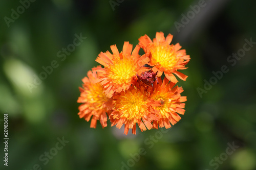 Orange hawkweed