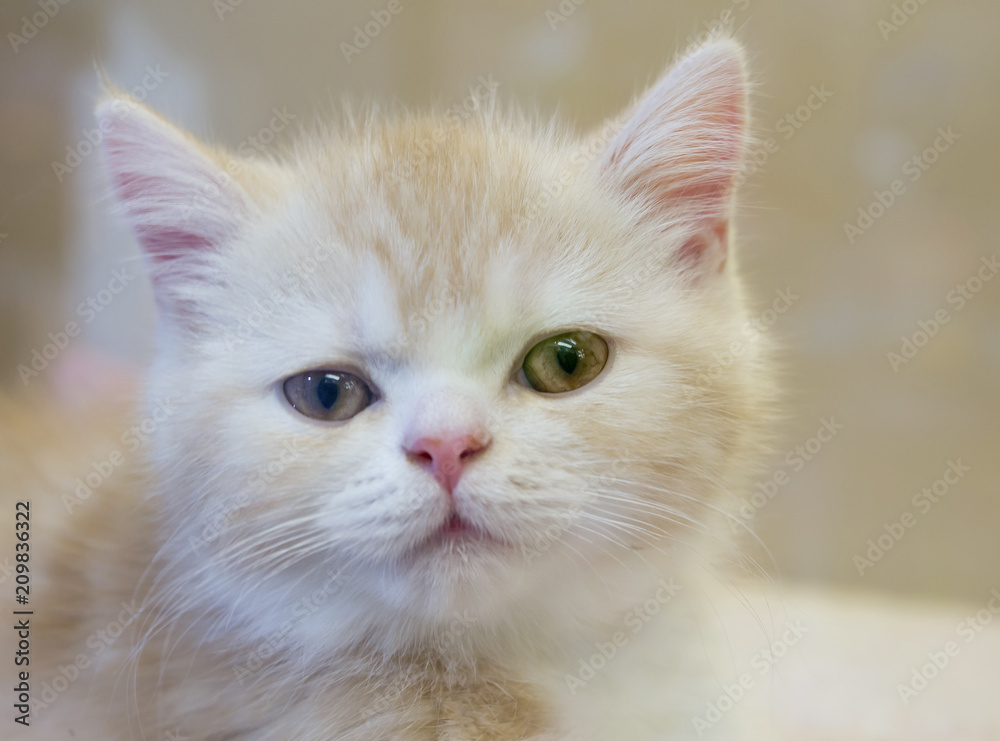 Kitten breed Scottish Shorthair (Scottish-straight). Scottish breed with straight ears is also called Scottish straight. These tiny furry creatures with protruding ears, coming from cold Scotland.