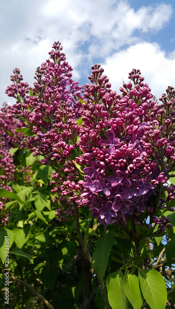 Fototapeta premium Beautiful spring branches of blooming lilac bush