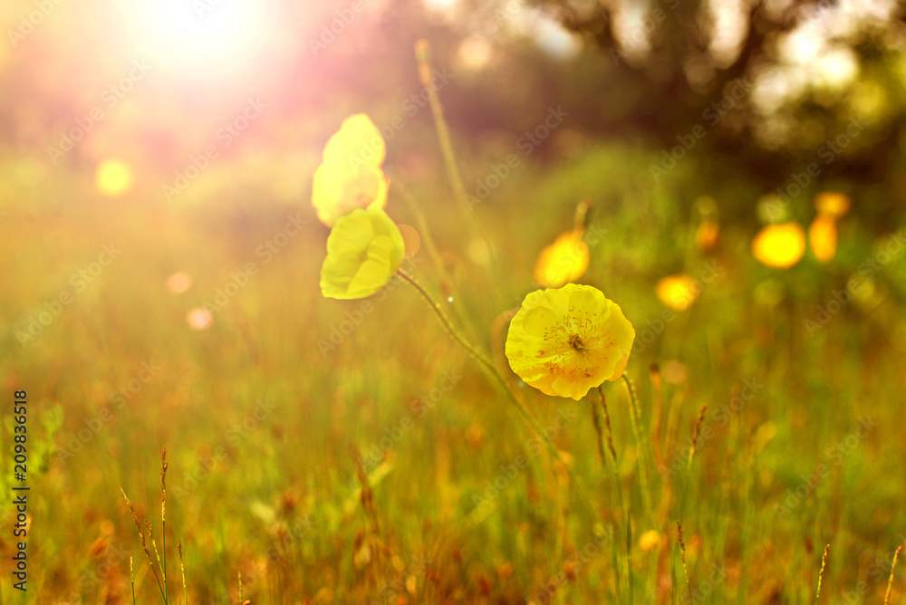 Obraz premium Yellow poppies in the meadow. Flowers in a meadow. glade with flowers at sunset