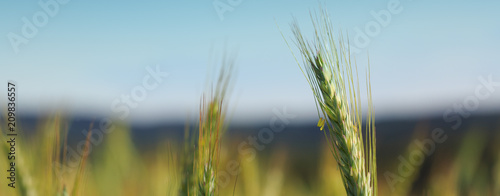 Closeup of green wheat .