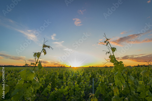 Rows of vine, one spring evening, with sunset.