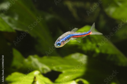 Neon tetra with a distorted body.