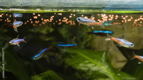 Neon tetra fish feeding near the surface.