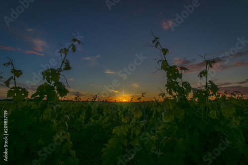 Rows of vine, one spring evening, with sunset.