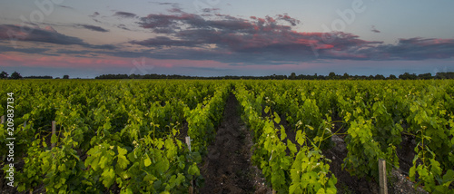 Rows of vine, one spring evening, after sunset.