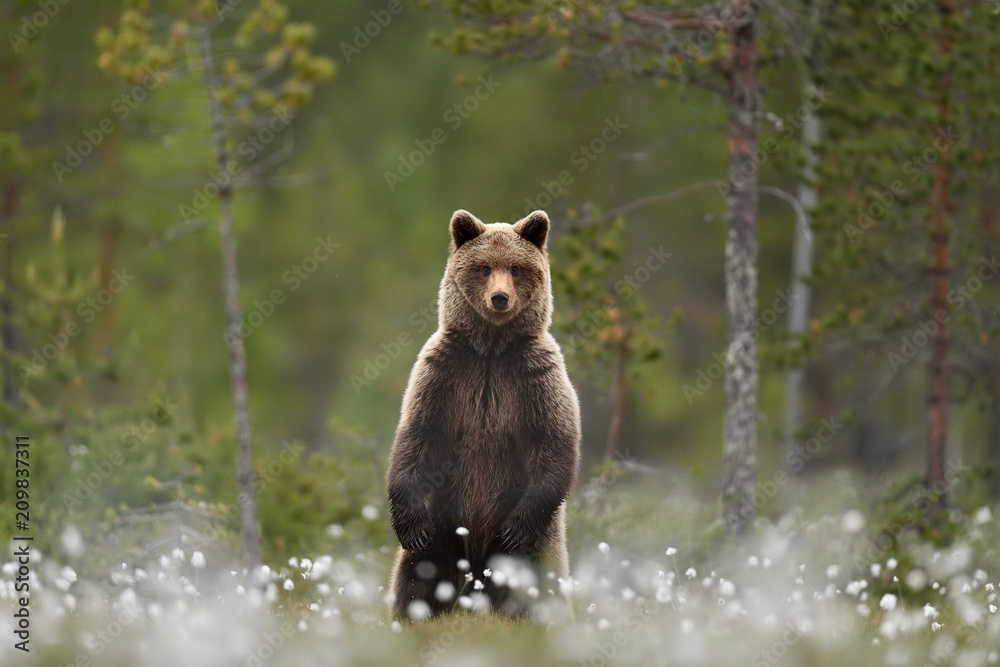 Fototapeta premium Niedźwiedź brunatny stojący w lesie tajgi bagno w tle