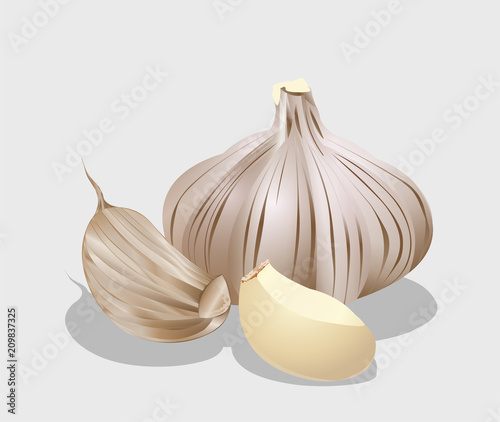 Garlic whole and cloves of garlic vector illustration isolated on white background