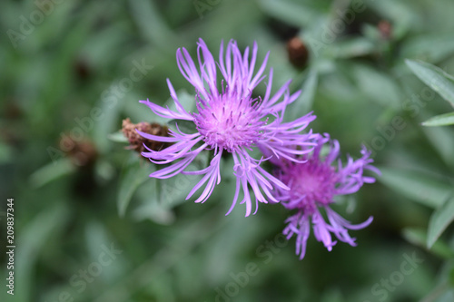 Knapweed flowers