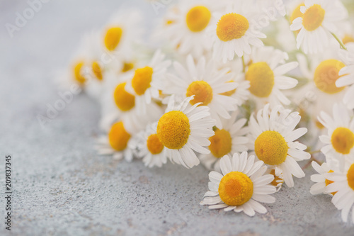 camomile or chamomile flowers