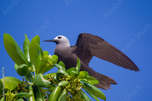 Schlankschnabelnoddi (Anous tenuirostris) auf der Seychellen-Insel Cousin. photo