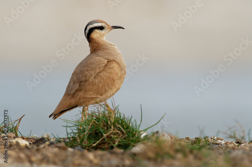 Cream-colored Courser (Cursorius cursor) in the sand desert photo