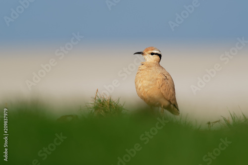 Cream-colored Courser (Cursorius cursor) in the sand desert photo