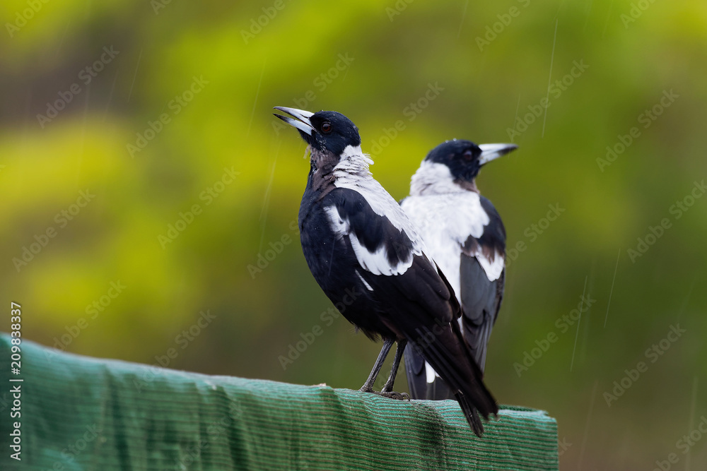 Gymnorhina tibicen - Australian Magpie in the rain Gymnorhina tibicen - Australian Magpie in the rain