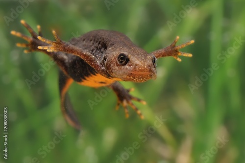 Photo Great Crested Newt (Triturus cristatus) swimming in the water