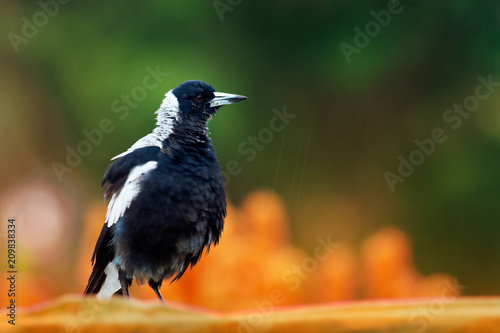 Gymnorhina tibicen - Australian Magpie in the rain photo