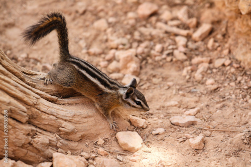 Ecureuil américain dans le parc national de Bryce Canyon