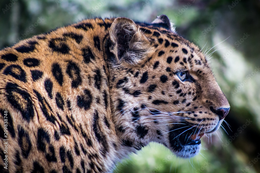 Leopard on the prowl Leopard on the prowl