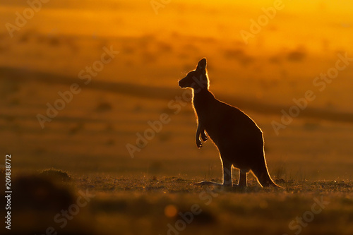 Macropus giganteus - Eastern Grey Kangaroo photo