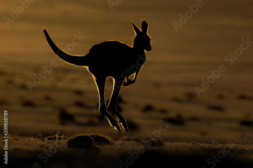 Macropus giganteus - Eastern Grey Kangaroo