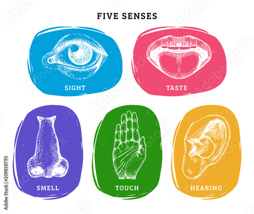 Icons set of five human senses in engraved style.Vector color illustration of sensory organs.