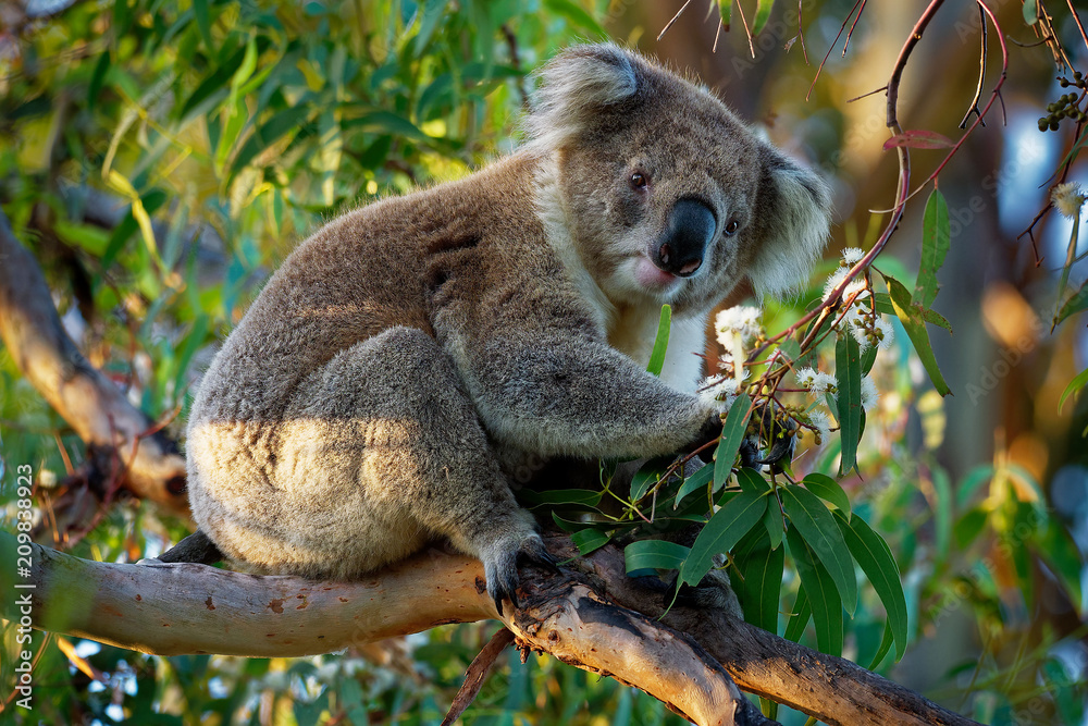 Koala - Phascolarctos cinereus on the tree in Australia, eating, climbing Koala - Phascolarctos cinereus on the tree in Australia, eating, climbing